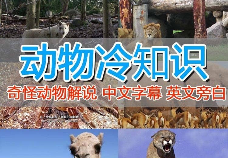 外面卖1699的国外纪录片解说（动物解说、美食、动画片）稳过中视频-宝籍资源